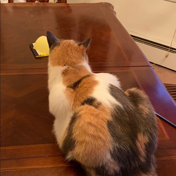 Meet your Posher, Mary - Picture 1 of 1